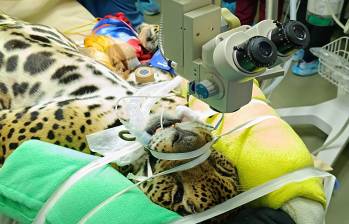 La jaguar Kiara, de cinco años, es operada por sus cataratas en ambos ojos. FOTO: Cortesía