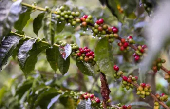 La iniciativa “Aroma entre Montañas” busca visibilizar a empresarios y emprendedores que combinan el cultivo del café con el turismo. FOTO: José Luis Arago, EL COLOMBIANO