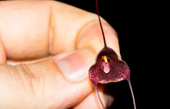La Drácula colombiana fue descrita en 2025 tras años de estudios y se convierte en símbolo de la riqueza y fragilidad de los bosques nublados de Antioquia. FOTO cortesía Universidad de Antioquia