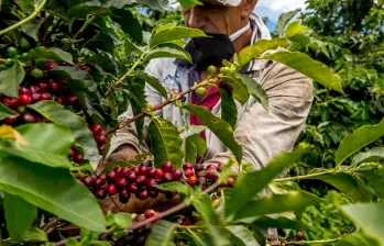 La carga de café se paga hoy a $2,96 millones en Colombia. FOTO Juan Antonio Sánchez