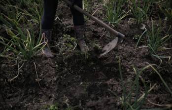 Campesinos serían víctimas de red de estafadores. La Agencia Nacional de Tierras expuso los casos ante la Fiscalía. Foto: Colprensa