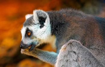 Uno de los animales más antiguos del planeta, los lémures evolucionaron en Madagascar hace unos 60 millones de años. FOTO: Pixabay