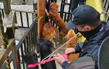 Algunos de los animales rescatados en Bello por la Fiscalía y las autoridades ambientales. FOTO: Cortesía