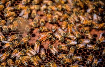 Los ataques de abejas han dejado al menos 23 personas lesionadas este año y dos perros muertos en Girardota. FOTO: CORTESÍA