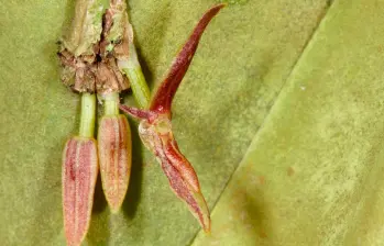 Pleurothallis moniquirensis, orquídea descubierta en la Serranía del Peligro. FOTO cortesía 