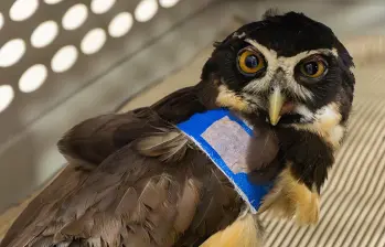Del total de los animales silvestres atendidos en el CAV el mes pasado, sólo el 35% quedó con vida. FOTO Cortesía Cornare.