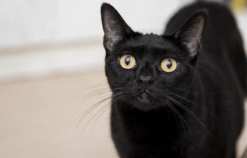 Los gatos negros suelen ser más vulnerables a maltrato en Halloween. FOTO: Freepik