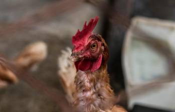 El corral infectado por la gripa aviar fue puesto en cuarentena. FOTO CAMILO SUÁREZ 