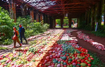 El artista botánico japonés Azuma Makoto creó una instalación floral monumental con más de 2,500 bromelias en la iglesia de El Retiro, Antioquia, para la Bienal Internacional de Arte de Antioquia y Medellín (BIAM). Foto: Camilo Suárez