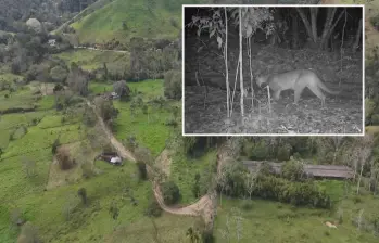 Adelante, el puma que fue captado merodeando cerca de la reserva. Atrás, el centro de la U. de A. FOTO: Cortesía.