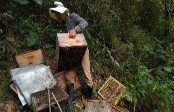 Las colmenas destruidas son retiradas por los apicultores. FOTO: imagen tomada de las redes del periódico El Nudillal