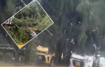 Los árboles cayeron sobre por lo menos dos automotores. FOTO: imagen tomada de redes.