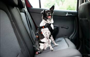 Perro con un arnés de pecho en el asiento trasero de un carro. Foto: Getty