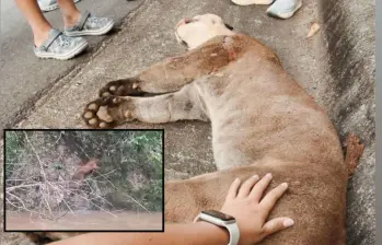 Adelante, un puma en zona rural de Puerto Nare. Atrás otro de estos felinos que al parecer murió atropellado.FOTO: Cortesía e imagen tomada de redes