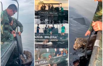 Así fue el rescate del jaguar por las autoridades brasileñas. FOTOS Tomada de Instagram @seguranca_am