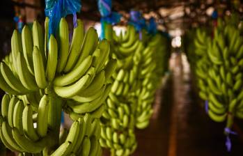 Urabá concentra el 60% de la producción nacional de banano. FOTO: cortesía Uniban. 