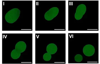 Microscopía fluorescente que muestra una célula sintética SpudCell en pleno proceso de división. FOTO: Kate Adamala