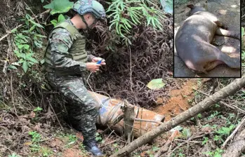 Adelante, la danta o tapir encontrada muerta en Remedios. Atrás, imagen de referencia de un soldado en labores de desminado de artefactos explosivos improvisados. FOTO: Tomada de redes sociales