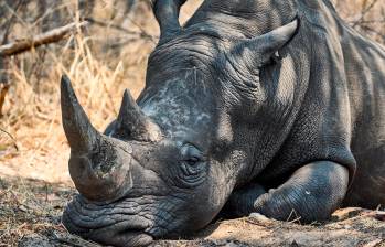 Un rinoceronte duerme bajo la sombra de un árbol en una reserva natural en el límite sur del Parque Nacional Hwange. Foto Afp