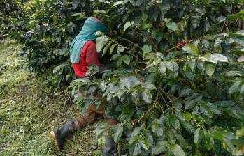 En los últimos 12 meses (noviembre 2020-octubre 2021), la producción de café cayó 5% a 13,2 millones de sacos. FOTO Manuel Saldarriaga