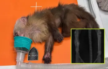 Adelante, las fracturas en la pierna izquierda que tenía el animal. Atrás el mono rescatado. FOTO: Cortesía.