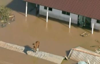 Hasta un caballo sufrió los estragos de las fuertes lluvias, quedando atrapado en las inundaciones registradas en la región de Porto Alegre, en Brasil. FOTO: CAPTURA DE VIDEO