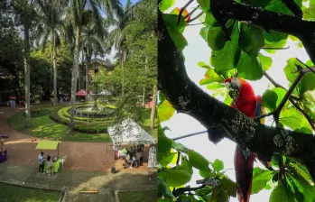 Además de su labor médica, el Hospital San Vicente Fundación conserva cerca de 560 árboles y alrededor de 100 especies vegetales que sirven de hábitat para la fauna silvestre urbana. FOTO: Camilo Suárez, Hospital San Vicente Fundación. 