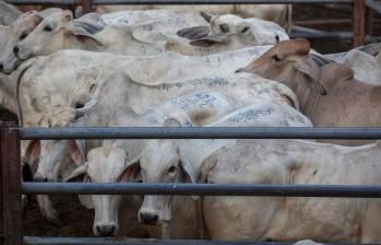 Colombia es uno de los 20 mayores exportadores de ganado en pie. FOTO MANUEL SALDARRIAGA
