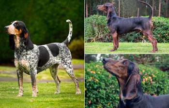 Este es el sabuso fino colombiano, la raza que ya tiene aprobación internacional. FOTOS Cortesía Asociación Club Canino Colombiano.