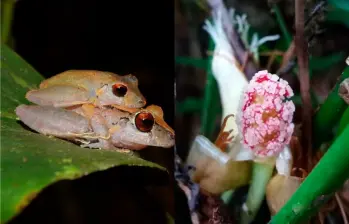 Las nuevas especies deben pasar por un proceso para ser reconocidas por la comunidad científica. FOTO: Universidad CES
