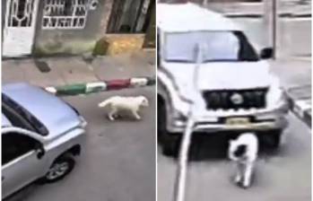 Momento en que la camioneta, adscrita presuntamente al Ministerio de Educación, atropella y sin ayudar a la perrita de color blanco llamada Kira. FOTO: Captura de video de redes sociales @MemoriasDTablon