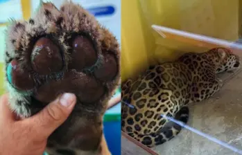 Así fue el rescate de un jaguar herido de 110 kilos en la Universidad Nacional Sede Amazonia. Foto: @fundacionikozoa