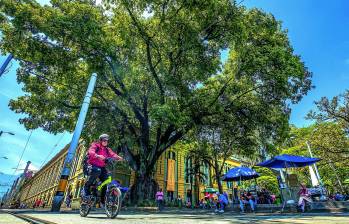 Ubicada en la Plazuela San Ignacio, esta es una de las ceibas más antiguas de Medellín con aproximadamente 150 años. Su “gemela”, también de la misma edad, está al otro costado del parque. FOTO MANUEL SALDARRIAGA