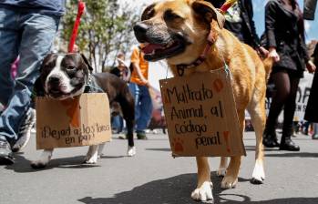 La mascota se recupera de las heridas que recibió en un acto de intolerancia. Imagen de referencia. FOTO: COLPRENSA