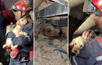 Los videos de los rescates fueron compartidos en redes sociales. FOTO: CAPTURA DE PANTALLA.