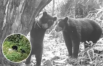 El bosque del Huila vuelve a dar vida; cámaras captan crías de oso andino. Foto: Cortesía Corporación Autónoma Regional del Alto Magdalena