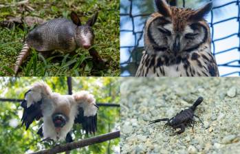 El armadillo, el búho, el gallinazo y el alacrán son algunos de los animales sobre los que existen múltiples amenazas debido a mitos populares. FOTO: Cortesía.