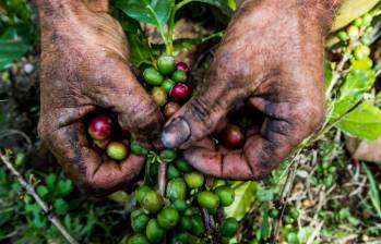 Las exportaciones de café cayeron 5% en el último año. Foto Julio César Herrera. 