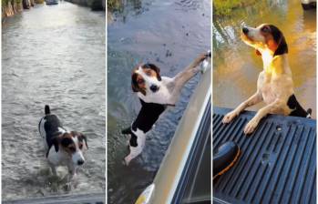 Secuencia de cómo el perrito persiguió el carro en medio de las aguas por las inundaciones en Córdoba y el resto del país. FOTO: Captura de video redes sociales @harlyncamargo