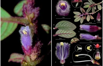 La Columnea cumanday, la nueva especie descubierta en los bosques del Nevado del Ruiz, destaca por sus flores moradas y su valor simbólico ligado al nombre ancestral de la montaña. FOTOS cortesía 