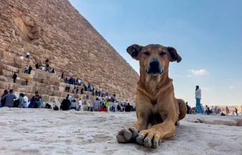 Apollo, el perro que se volvió viral por subir a la pirámide, es un perro baladí de tres años y forma parte de una manada de ocho miembros que viven desde hace tiempo en la zona. Foto AFP. 