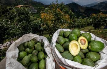 Estados Unidos sigue siendo el principal destino del aguacate Hass colombiano. FOTO EL COLOMBIANO