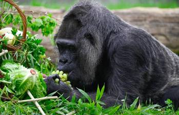 La celebración de cumpleaños de Fatou es un recordatorio para los humanos de la importancia de la protección de los gorilas y su hábitat natural. Su longevidad es un testimonio de la resistencia y la adaptabilidad de estas magníficas criaturas. Foto: AFP