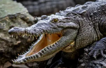 Los cocodrilos del Nilo, de los que antes se comercializaba la piel, son hoy una especie protegida. FOTO DE REFERENCIA: JULIO CÉSAR HERRERA.