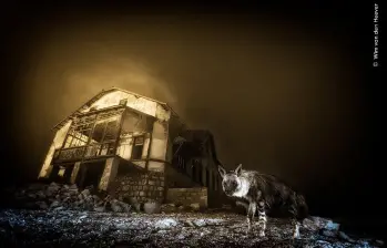 La hiena solitaria de una ciudad fantasma, un escarabajo frente a la maquinaria humana y un tiburón creciendo entre algas figuran entre las escenas más poderosas del concurso fotográfico de vida silvestre más prestigioso del mundo. FOTO: Ghost Town Visitor Wim van den Heeve/Wildlife Photographer of the Year