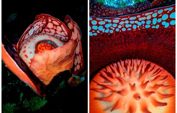 Investigadores de la Universidad de Oxford y guías locales (a la derecha) documentaron la floración de la Rafflesia hasseltii (a la izquierda), una de las especies más raras del planeta y de aparición efímera en las selvas de Sumatra. FOTOS tomadas de X @thorogoodchris1