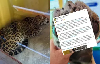 Escapa de Corpoamazonia el jaguar herido. La congresista Andrea Padilla atribuye el escape a una posible reacción de estrés causada por la pólvora. Foto: fundacionikozoa / X @@andreanimalidad