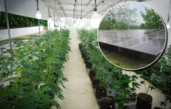 El sistema tendrá una generación anual estimada de 178.670 kilovatios hora (kWh), energía que será utilizada en los procesos agrícolas, farmacéuticos y de transformación agropecuaria de la empresa. Foto: Cortesía