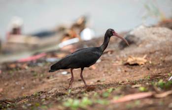 Las aves coquito se alimentan de insectos en la tierra o en el agua. FOTO: Esneyder Gutiérrez