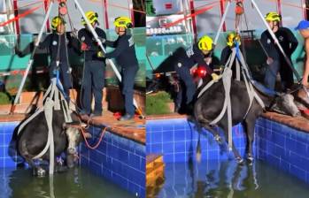 Bomberos rescataron a una vaca embarazada que cayó accidentalmente a una piscina en una finca de la vereda Angelinos, en Bucaramanga. Foto: Bomberos Bucaramanga